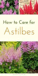 How To Care For Astilbes Natalie Linda Beautiful Flowers Garden Shade Garden Design Garden Inspiration