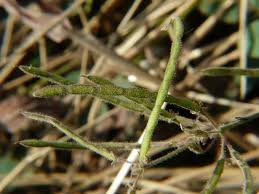 Image result for Desmodium scorpiurus