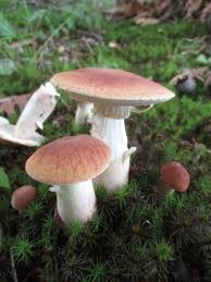 Image result for Xanthoconium sp.