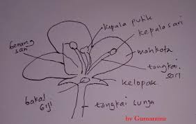 Tipe bunga yang penyerbukannya membutuhkan bantuan agen pembantu. Amatilah Lingkungan Di Sekitarmu Temukan Satu Jenis Tumbuhan Yang Sedang Berbunga Gambarkan Brainly Co Id