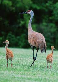 Check spelling or type a new query. Sandhill Cranes The Big Birds Of Florida Seashells By Millhill