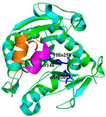 Image result for Lipase