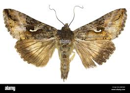 Image result for Autographa gamma