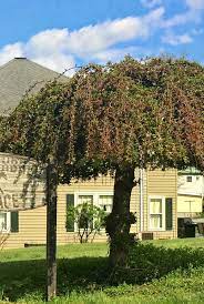 Maybe you would like to learn more about one of these? How To Prune A Weeping Cherry Tree Hymns And Verses