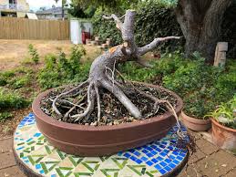 Image result for Ficus natalensis