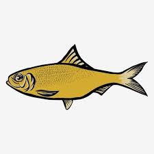 Vector Image Of A Fish With A White Background Aquatic Fresh Coloring Png And Vector With Transparent Background For Free Download In 2020 Vector Images Colorful Drawings Fish Background