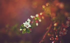 Flower photography, fine art photography. Spring Nature Flower Bokeh High Quality Hd Wallpaper Preview 10wallpaper Com
