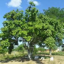 É uma árvore de porte médio, com ramos. Massa Fresca De Frutos De Juazeiro Armazenados Sob Temperatura Ambiente Download Scientific Diagram