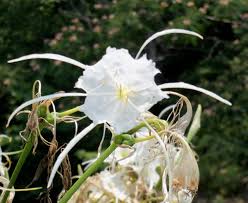 Order flowers from bloom and petal today. Birmingham Here Is Your Guide To The Cahaba Lilies Remember They Start Blooming In Mid May Bham Now