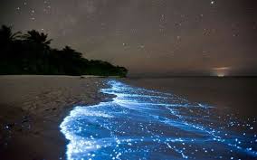 Bioluminescent Beach Puerto Rico Bioluminescent Bay Fajardo Puerto Rico Why You Ve Got To Go Glow In The Dark Plankton Light Up The Water Like Magic S Beach At Night Places Places To Visit