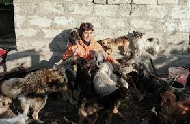 na kubani rabotaet priyut v kotorom zhivut 547 sobak za nimi uhazhivaet odna zhenshina