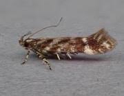 Image result for Ericinella