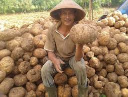 Cara menanam tanaman porang bisa dilakukan secara generatif dan vegetatif. Tanaman Porang Manfaat Tanaman Porang Mesin Pengolahan Porang