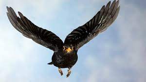 His model is shared with edward richtofen. Amsel Tracking Was Der Vogel Uns Im Flug Verrat Mdr De