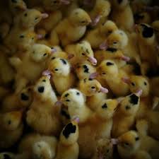 Black And Yellow Duckling Photo By Nicecotedazur1 Duckling Yellow Black Spots Baby Duck Animal Ducklings Animal Photo Cute Animals