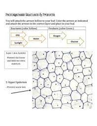 Cross Sections Of A Leaf Teaching Life Science Photosynthesis