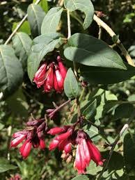 Image result for Cestrum elegans
