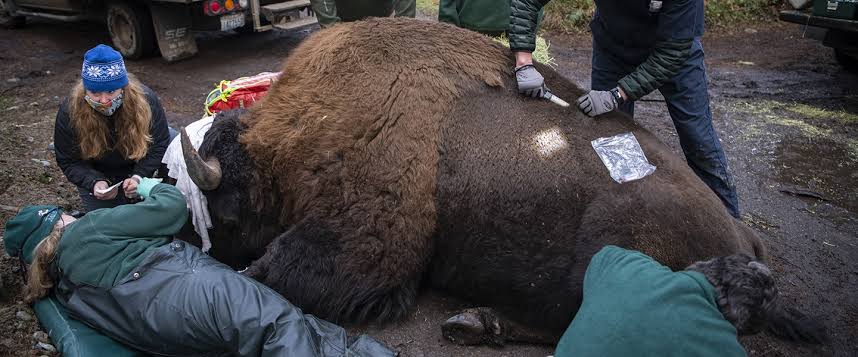 Vet Visit for a Bison Bull - Northwest Trek