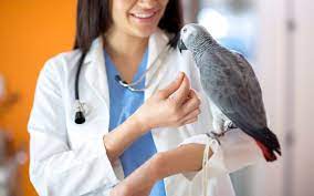Summertree animal & bird clinic offers veterinarians skilled at avian pet care with exams, grooming & diagnostic testing. Top Vets In Sharjah Vet Plus Al Maha Clinic More Mybayut