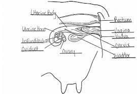 This careful balance of hormones allows the body to limit the number of follicles that will prepare eggs to be released. Activity 6 1 1 Name That Part Female Reproductive Parts Diagram Quizlet