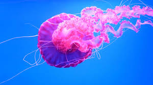 Image result for Jellyfish