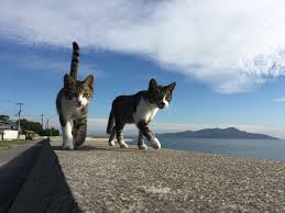 Photos Of Sanagishima Cat Island Kagawa Japan Cat Island Japan Cats