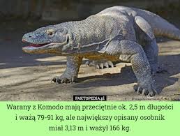 Warany na komodo same znajdują sobie pożywienie, nie są one żywione przez strażników parku. Faktopedia Pl