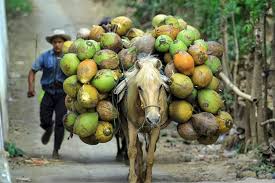 Cosmetics industry in the u.s. Coconuts Go Upscale Boosting Price Of Conventional Coconut Oil Wsj