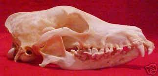 It makes it a good pet. Real Bone Adult Borzoi Dog Skull Vetstudy Taxidermy 75452668