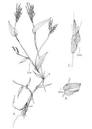 Image result for Arthraxon hispidus