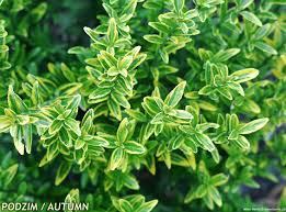 Image result for Eriocephalus microphyllus