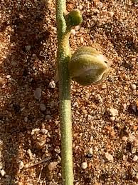 Image result for Limeum