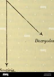 Image result for Pachylobus edulis