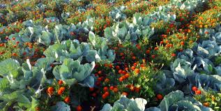 Most claims for interplanting vegetables and flowers have not been scientifically proven, but other flowers that repel bugs. Magical Repelling Powers Of Marigolds Myth Or Fact Piedmont Master Gardeners