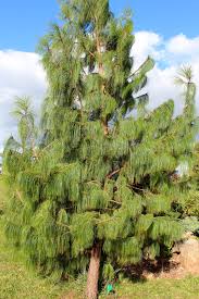 Also known as artistic spruce, this tree has branches hanging like a pendulum. Pinus Mexican Weeping Pine Hello Hello Plants Garden Supplies