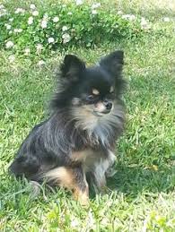 Both long haired chihuahua and black and tan coonhound requires moderate maintenance. 90 Chihuahua Long Haired Ideas Chihuahua Chihuahua Love Chihuahua Puppies