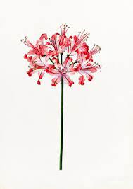 Nerine Mrs Balfour Snelling Lilian 1879 1972 Artist Red Spider Lily Flower Drawing Botanical Flowers
