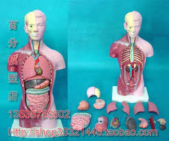 The measurement (ideal male height = eight heads) was set down during the renaissance as an idealization of the human form. Male Torso 15 Parts Mannequin 28cm Human Body Model Human Body Model Free Shipping Buy At The Price Of 31 37 In Aliexpress Com Imall Com