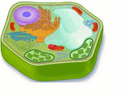 Making an animal cell model is fun and interesting, in which you get to learn the various types of cell organelles, their shapes, and functions. Free Animal And Plant Cell Gif S Yahoo Image Search Results Plant Cell Animal Cell Science Projects