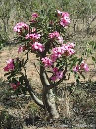 Image result for Adenium swazicum