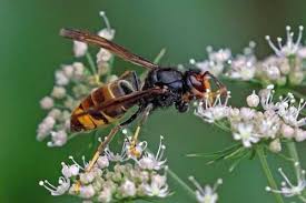 Yellow jackets are aggressive and will actively defend nests by swarming and stinging perceived threats. Wasps And Yellow Jackets