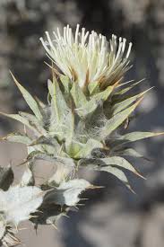 Image result for Dasylepis racemosa