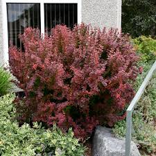 Image result for Barberry