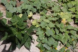 Image result for Cucumis ficifolius