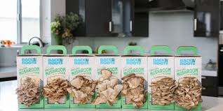 We look forward to hearing about how things went with your effort, and we also look forward to continuing to be your resource for growing mushrooms at home. Back To The Roots A Mushroom Growing Kit Review Home Fixated