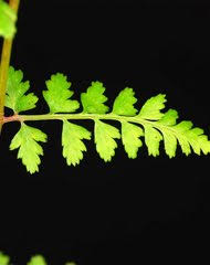 Image result for Athyrium lewalleanum