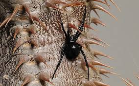 The great collection of black widow spider wallpaper for desktop, laptop and mobiles. Hd Wallpaper Black False Widow Spider Plant Thorns Animal Nature Insect Wallpaper Flare