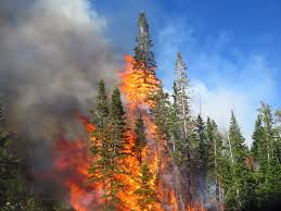 The forest has many climatic extremes. Opinion We Need To Act Now To Fight Wildfires Wildfire Today