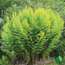 Image result for Osmunda regalis