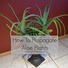 How To Propagate Aloe Plants Get Busy Gardening Aloe Plant Plants Propagating Plants